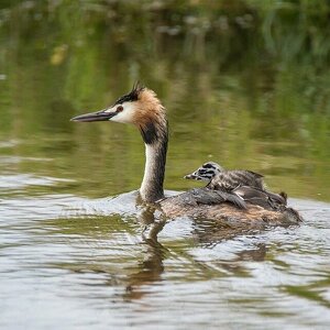 Fundraising Page: The Podiceps of Bellarmine University